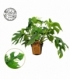 Monstera