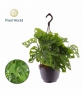 Monstera