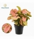 Syngonium