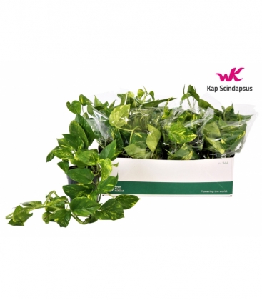 Epipremnum