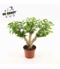 Ficus