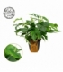 Monstera