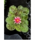 Nymphaea