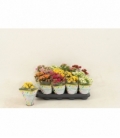 Kalanchoe