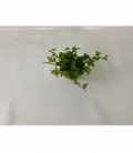 Hedera