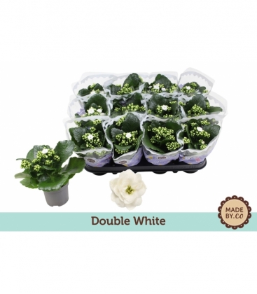 Kalanchoe