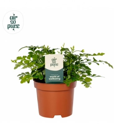 Asplenium