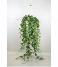 Hedera