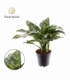 Aglaonema