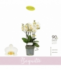 Phalaenopsis