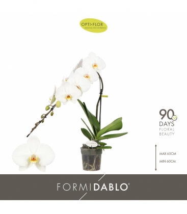 Phalaenopsis