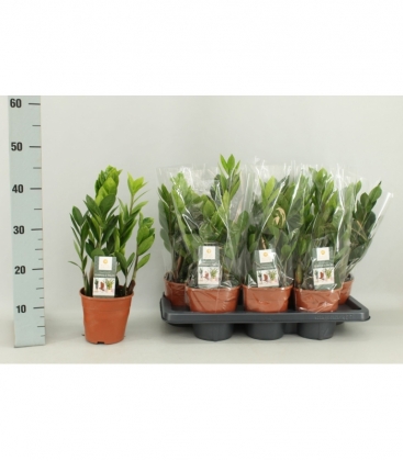 Zamioculcas