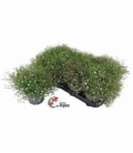 Gypsophila
