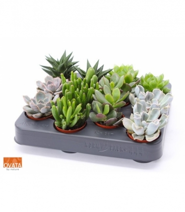 succulents