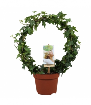 Hedera