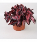 Begonia