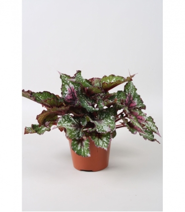 Begonia