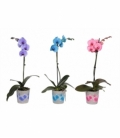 Phalaenopsis
