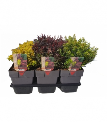 Berberis