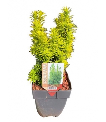 Taxus