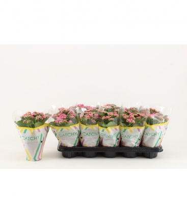 Kalanchoe