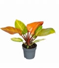 Philodendron
