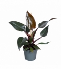 Philodendron