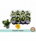 Kalanchoe