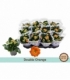 Kalanchoe