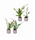 Oncidium