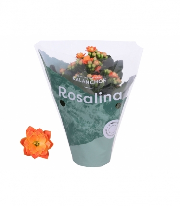 Kalanchoe