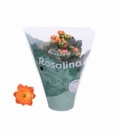 Kalanchoe