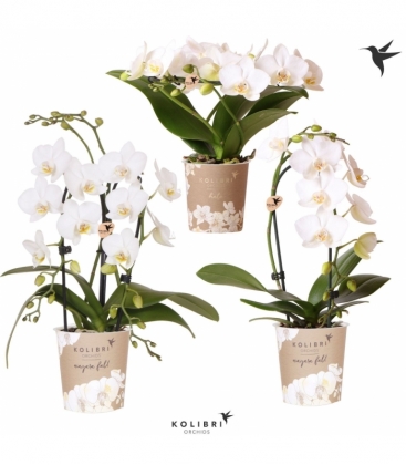 Phalaenopsis