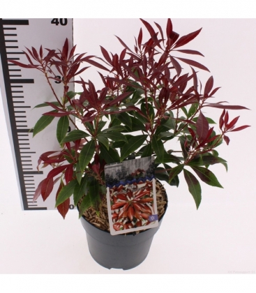 Pieris