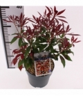 Pieris