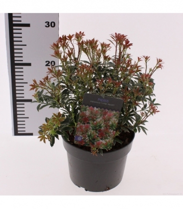 Pieris