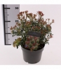 Pieris