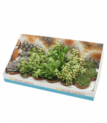 succulents