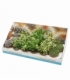 succulents