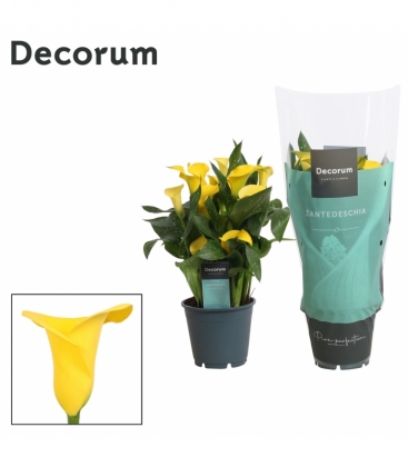 Zantedeschia