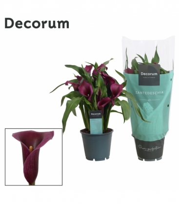 Zantedeschia