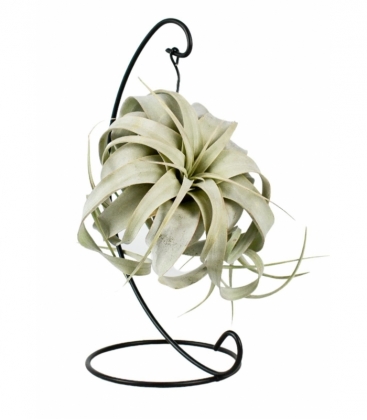 Tillandsia