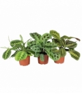 Maranta