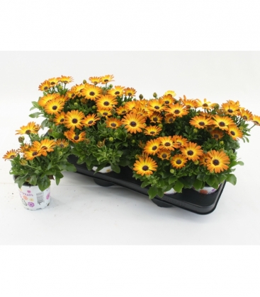 Osteospermum
