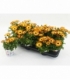 Osteospermum