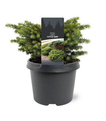 Picea