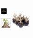 Adenium