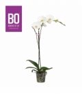 Phalaenopsis