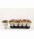 Kalanchoe