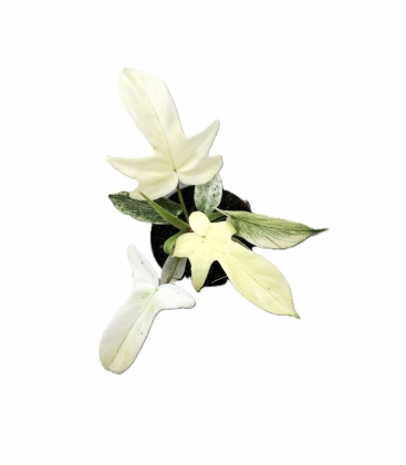 Philodendron